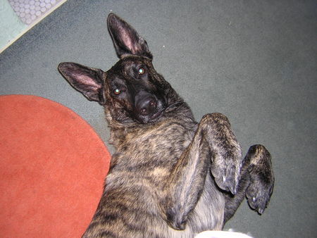 Hollandse Herdershond Hunde Foto 40821 in höherer Auflösung ansehen Hollandse Herdershond Warten auf Streicheleinheiten