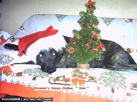 Hollandse Herdershond Hunde Foto 17243 Hollandse Herdershond Stemma's Xenya-Ondina hat den Weichnchtsfest gern