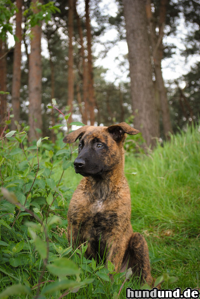 Hollandse Herdershond Hollandse Herder Welpe, ca 8,5 Wochen alt 