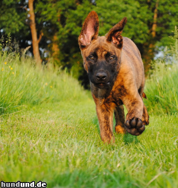 Hollandse Herdershond Hunde Foto 47368 Hollandse Herdershond Hollandse Herder Welpe, ca 9 Wochen alt