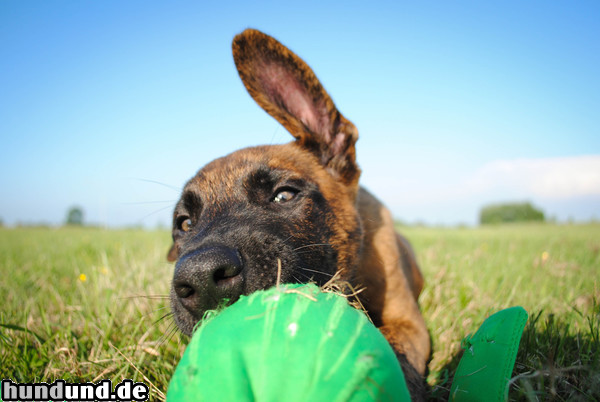 Hollandse Herdershond Hunde Foto 47369 Hollandse Herdershond Hollandse Herder Welpe, ca 9 Wochen alt