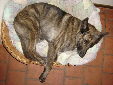 Hollandse Herdershond Hunde Foto 37761 Hollandse Herdershond Schlafmuetze