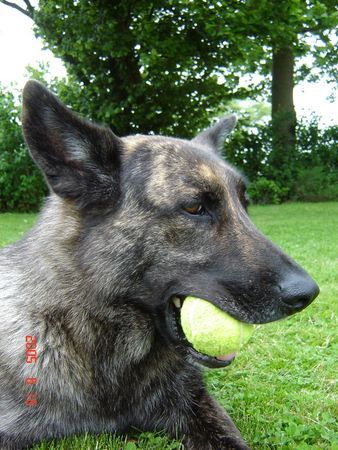 Hollandse Herdershond Hunde Foto 37762 Hollandse Herdershond Schlafmuetze