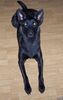 Hollandse Herdershond Foto: Fee in Whonzimmer (ID 18792) Hollandse Herdershond Hund