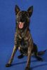Hollandse Herdershond Foto: Kieke of Mount Sterling (ID 6782) Hollandse Herdershond Hund