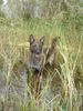 Hollandse Herdershond Foto: Wasserratte (ID 37760) Hollandse Herdershond Hund