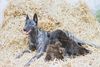 Hollandse Herdershond Foto: K-Wurf of Mount Sterling (ID 6783) Hollandse Herdershond Hund
