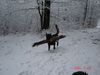 Hollandse Herdershond Foto: mein starker 'Mann' :-) (ID 22790) Hollandse Herdershond Hund