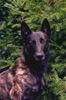 Hollandse Herdershond Foto: Arendt Dutch Serenade of Love (ID 3112) Hollandse Herdershond Hund