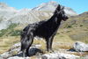 Hollandse Herdershond Foto: Ayra-Jenga v.d. Drei Eidgenossen (ID 41029) Hollandse Herdershond Hund