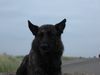 Hollandse Herdershond Foto: mein suesser loui (ID 22810) Hollandse Herdershond Hund