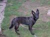 Hollandse Herdershond Foto: Sjoeba...5 monaten alt (ID 4320) Hollandse Herdershond Hund