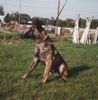 Hollandse Herdershond Foto: Kai of Mount Sterling (ID 6786) Hollandse Herdershond Hund