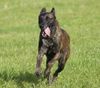 Hollandse Herdershond Foto: Boyd`s Bullriding Ambra (ID 36295) Hollandse Herdershond Hund