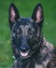 Hollandse Herdershond Foto: Serenade of Love (ID 1179) Hollandse Herdershond Hund