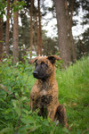 Hollandse Herdershond Foto: Hollandse Herder Welpe, ca 8,5 Wochen alt (ID 47371) Hollandse Herdershond Hund