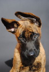 Hollandse Herdershond Foto: Hollandse Herder Welpe, ca 10 Wochen alt (ID 47366) Hollandse Herdershond Hund