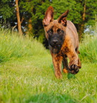 Hollandse Herdershond Foto: Hollandse Herder Welpe, ca 9 Wochen alt (ID 47368) Hollandse Herdershond Hund