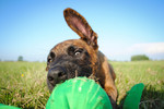 Hollandse Herdershond Foto: Hollandse Herder Welpe, ca 9 Wochen alt (ID 47369) Hollandse Herdershond Hund