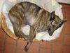 Hollandse Herdershond Foto: Schlafmuetze (ID 37761) Hollandse Herdershond Hund
