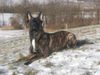 Hollandse Herdershond Foto: Chanel <3 (ID 43728) Hollandse Herdershond Hund