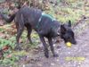 Hollandse Herdershond Foto: Fee mit ball (ID 17286) Hollandse Herdershond Hund