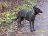 Hollandse Herdershond Foto: Fee mit ball (ID 17285) Hollandse Herdershond Hund