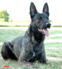 Hollandse Herdershond Foto: Hollandse Herder Zeus (ID 34417) Hollandse Herdershond Hund