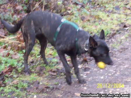 Hollandse Herdershond Hunde Foto 17286 Hollandse Herdershond Fee mit ball
