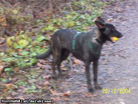 Hollandse Herdershond Hunde Foto 17285 Hollandse Herdershond Fee mit ball