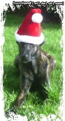 Hollandse Herdershond Hunde Foto 17270 in höherer Auflösung ansehen Hollandse Herdershond Der Weihnachts-Herder ...