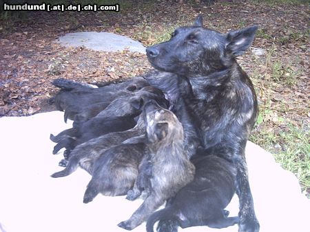 Hollandse Herdershond Hunde Foto 17284 Hollandse Herdershond Kurzharige HH -Mutter Stemma's Xenya-Ondina und die 4-Wochen alte Y-Welpen