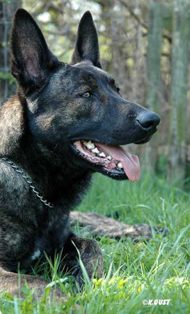 Hollandse Herdershond Hunde Foto 34416 in höherer Auflösung ansehen Hollandse Herdershond Hollandse Herder Zeus