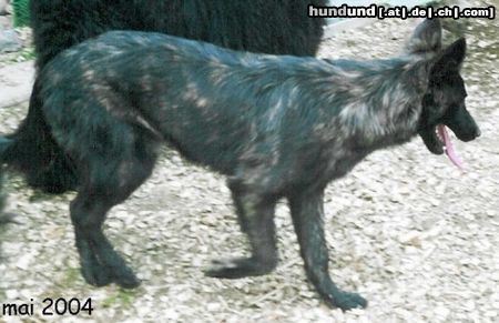 Hollandse Herdershond Langhaariger Schlag Hunde Foto 20687 in höherer Auflösung ansehen Hollandse Herdershond Langhaariger Schlag Bagira.....unsere Zuchthündin