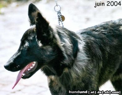 Hollandse Herdershond Langhaariger Schlag Hunde Foto 20688 in höherer Auflösung ansehen Hollandse Herdershond Langhaariger Schlag Bagira.....sehr gutmütige Holländerin