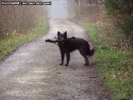 Hollandse Herdershond Langhaariger Schlag Meine Beute