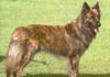 Hollandse Herdershond Langhaariger Schlag Hund