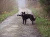 Hollandse Herdershond Langhaariger Schlag Hund