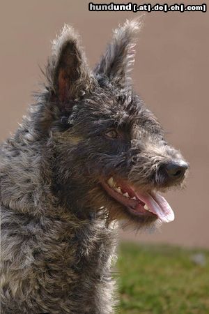 Hollandse Herdershond Rauhaariger Schlag aufgenommen auf der Dortmunder Hundeausstellung Mai 2009