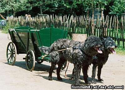 Hollandse Herdershond Rauhaariger Schlag Bobby und Wulle 