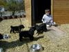 Hollandse Herdershond Rauhaariger Schlag Hund