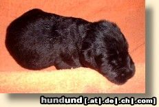 Hollandse Herdershond Rauhaariger Schlag Baby