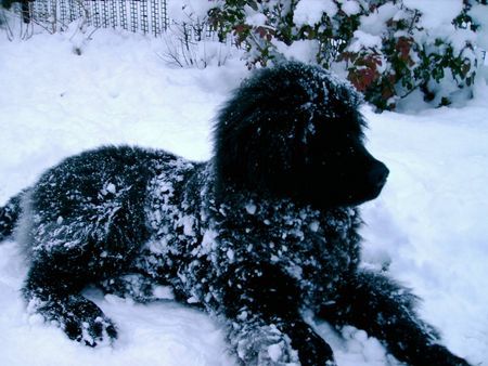Neufundländer Hunde Foto 40975 in höherer Auflösung ansehen Neufundländer Campino Januar 2008 - 6 Monate