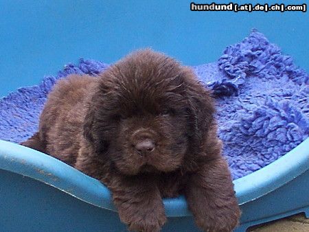 Neufundländer Hunde Foto 5477 Neufundländer welpe 7 wochen alt