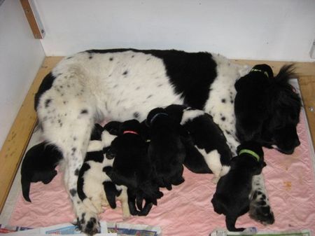 Neufundländer Hunde Foto 43226 Neufundländer