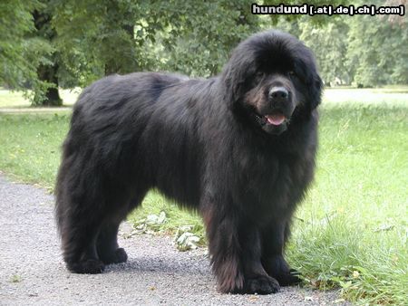 Neufundländer Hunde Foto 4081 Neufundländer Black Animals Jim Beam
