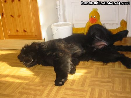 Neufundländer Hunde Foto 5258 Neufundländer
