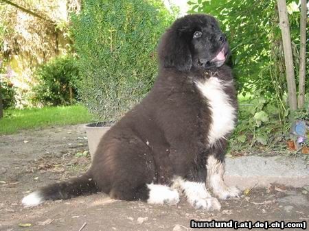 Neufundländer Hunde Foto 4768 Neufundländer Darf ich mich vorstellen? Mein Name ist Kurt Brösel