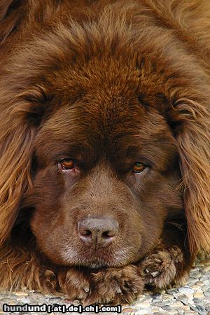 Neufundländer Hunde Foto 18047 in höherer Auflösung ansehen Neufundländer ohne Worte!