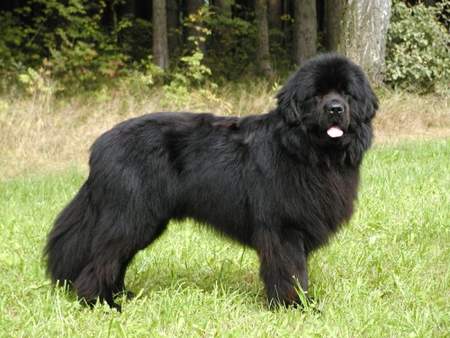 Neufundländer Hunde Foto 957 Neufundländer Black Animals Jim Beam * 18.01.2001